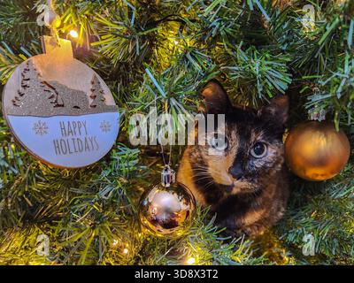 Entzückende Schildpatt-Katze, die von einem hell erleuchteten Weihnachtsbaum blickt, umgeben von festlichen Ornamenten. Eine „Happy Holidays“-Kugel hängt an der Spitze Stockfoto
