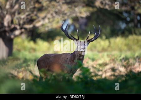 Ein wilder männlicher Rothirsch (Cervus elaphus), der im Herbst zwischen Farnen auf einem natürlichen Waldgrund steht. Stockfoto