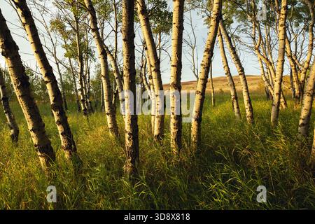 Nose Hill Park, Calgary, Alberta, Kanada - im Herbst bei Sonneneinstrahlung am späten Nachmittag Stockfoto