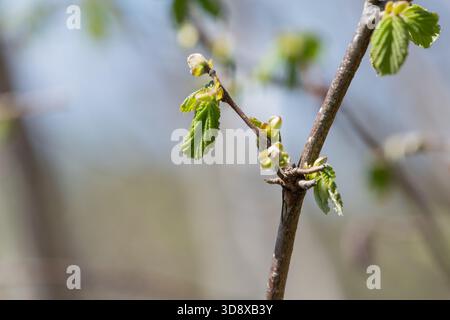 Makroaufnahme von gemeinen Haselnussblättern (corylus avellana), die sprießen Stockfoto