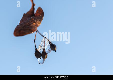 Trockene Lindenfrüchte hängen an einem Wintertag an einem gefrorenen Zweig. Eine Nahaufnahme fängt eine kleine Ansammlung von Beeren und verwelkten Blättern auf einem schlanken Zweig ein Stockfoto