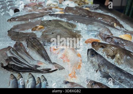 Auf Eis werden frische Meeresfrüchte mit verschiedenen Fisch- und Schalentieren in leuchtenden Farben und Texturen präsentiert. Stockfoto