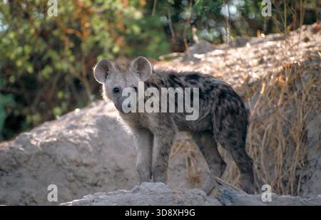 Gefleckte Hyena oder lachende Hyena Cub, Crocuta crocuta, Hyaenidae. Botswana, Afrika. Vor der Höhle sitzen. Stockfoto