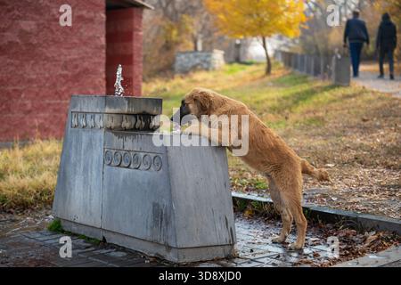 Ein brauner Hund schaut auf einen Brunnen. Der Hund lehnt sich über den Brunnen und trinkt Wasser Stockfoto