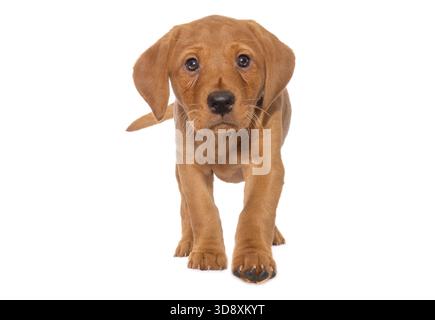 Fox Red Labrador Hündchen Stockfoto