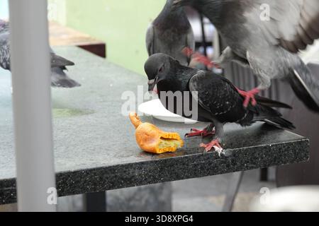 Singapur, 9. September, 2025 Tauben, die an einem Restauranttisch in Little India, Singapur, plündern Stockfoto
