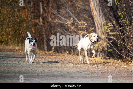 Zwei Hunde laufen auf einem Feld. Einer ist schwarz-weiß und der andere weiß. Die Szene ist fröhlich und energiegeladen Stockfoto