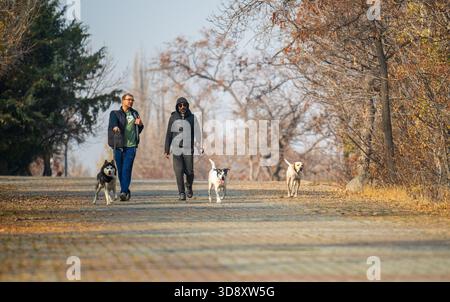 Jerewan Armenien 10.25.2025. Ein Mann und seine beiden Hunde laufen auf einem Weg in einem Park. Der Mann trägt eine schwarze Jacke und die Hunde tragen Kragen Stockfoto