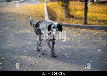 Ein Hund läuft auf einer Straße mit Blättern auf dem Boden. Der Hund sieht etwas aus der Ferne Stockfoto