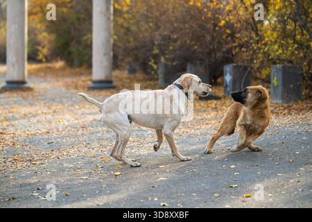 Zwei Hunde spielen auf der Straße, einer ist braun und der andere weiß. Der braune Hund jagt den weißen Hund Stockfoto
