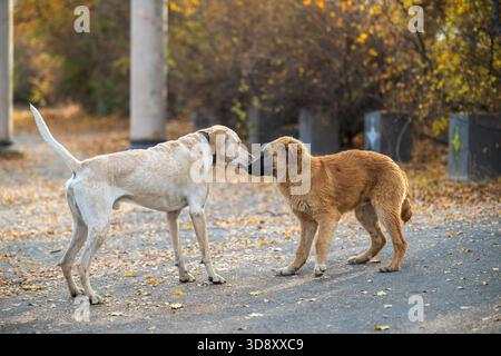 Zwei Hunde stehen auf einer Straße, einer ist braun und der andere weiß. Sie schnüffeln sich gegenseitig und scheinen zu spielen Stockfoto