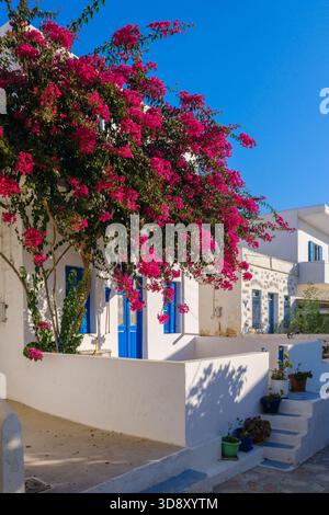 Ein traditionelles weiß getünchtes Haus mit einem großen, blühenden Bougainvillea-Baum, der seine Fassade bedeckt Stockfoto