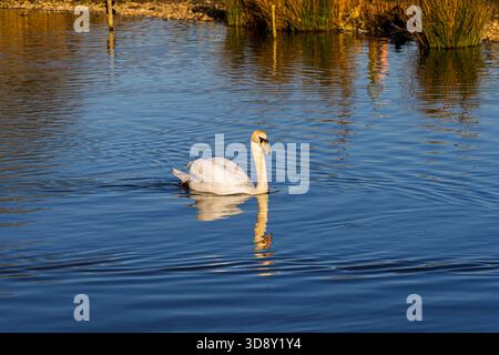 Ein stummer Schwan (Cygnus olor) schwimmt im Winter im WWT Arundel Wetland Centre in West Sussex, England und spiegelt sich an einem sonnigen Tag im Wasser Stockfoto