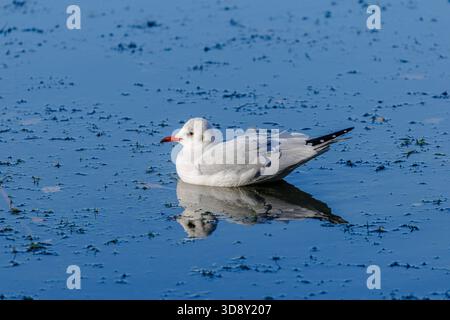 Eine Schwarzkopfmöwe (Chroicocephalus ridibundus) im Wintergefieder, schwimmt im Claremont Landscape Garden in Esher, Surrey, England Stockfoto
