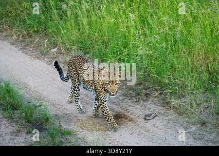 Ein männlicher Leopard (Panthera pardus) im Sabi Sand Private Wildreservat neben dem Kruger National Park in der Lowveld von Mpumalanga, Südafrika Stockfoto
