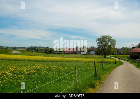 Idyllische Schweizer Landschaft mit einem gepflasterten Weg, der sich durch gelbe Rapsfelder zu Bauernhäusern unter blauem Frühlingshimmel schlängelt. Stockfoto