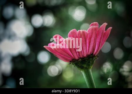 Rosa Zinnia Blume aus tiefem Blickwinkel Stockfoto