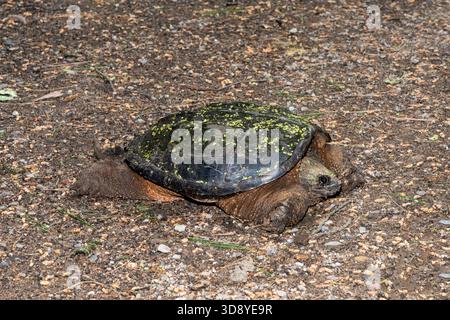 Vadnais Heights, Minnesota. John H. Allison Forest. Eine weibliche Schnappschildkröte, Chelydra serpentina, die auf dem Boden ruht. Stockfoto