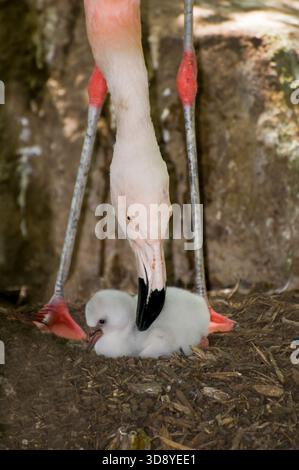 St. Paul, Minnesota. Como Zoo. Chilenischer Flamingo. "Phoenicopterus chilensis". Fünf Tage altes Flamingoi mit Mutter. Stockfoto