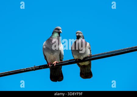 Laguna Beach, Kalifornien. Ein Paar Steintauben, Columba Livia auf einem Draht mit blauem Himmel. Stockfoto