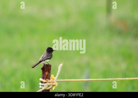 Laguna Beach, Kalifornien. Laguna Coast Wilderness Park. Eine Schwarze Phoebe, Sayornis nigricans, die auf einem Zaunpfosten mit Kopierraum sitzen Stockfoto