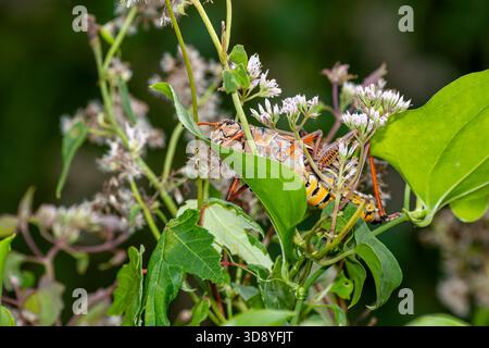 Neapel, Florida. Korkenzieher Swamp Sanctuary. Südöstliche Lubber Grasshopper; Romalea microptera fressen sich an Klettern von Hempvine Stockfoto