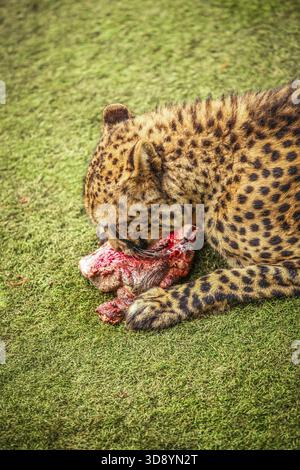 Gepard Schlemmen auf ein Stück frisches Fleisch Stockfoto