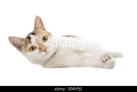 Malaysische kurze behaarte Katze liegend auf weißem Hintergrund Stockfoto