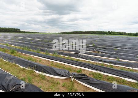 Spargelfeld mit Kunststoffmulchreihen unter bewölktem Himmel. Stockfoto