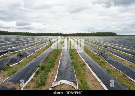 Spargelfeld mit Kunststoffmulchreihen unter bewölktem Himmel. Stockfoto