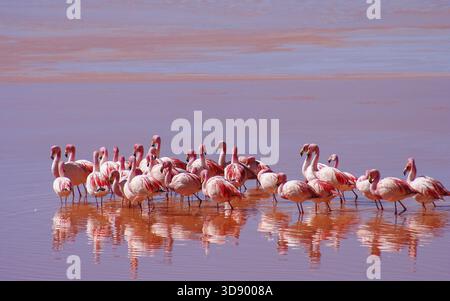 Flamingos waten im roten Wasser des Laguna Colorada in Südbolivien Stockfoto