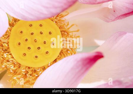 Nahaufnahme von Pink Lotus seed Pod Stockfoto