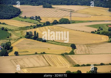 Erntezeit auf der Heiskampstraße zwischen Holthausen und Blankenstein, Mähdrescher, Landwirtschaft, Hattingen, Ruhrgebiet, Nordrhein-Westfalen Stockfoto