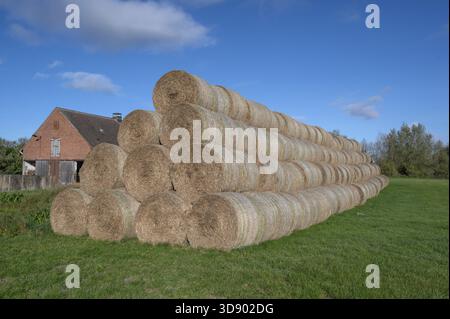 Gestapelte Rundstrohballen der landwirtschaftlichen Genossenschaft auf einer Wiese, hinten im Kuhstall, Othenstorf, Mecklenburg-Vorpommern, Deutschland Stockfoto