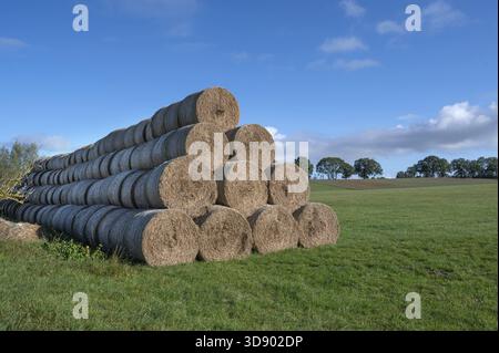 Gestapelte Rundstrohballen der landwirtschaftlichen Genossenschaft auf einer Wiese, Othenstorf, Mecklenburg-Vorpommern, Deutschland Stockfoto