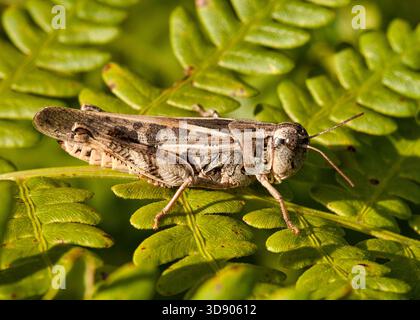 Klarflügelgrashüpfer (Camnula pellucida), die im Sommer auf einem grünen Farn im Florence County, Wisconsin, ruht. Stockfoto