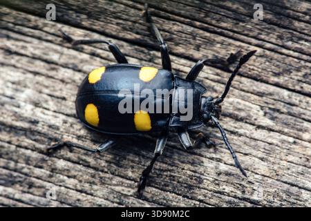 Schwarz-gelber Langhornkäfer krabbelt auf verwitterter Holzdiele, Nahaufnahme mit strukturierter Oberfläche und gepunkteten Flügelkastenmustern. Fotografie, kein g Stockfoto