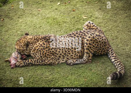 Gepard Schlemmen auf ein Stück frisches Fleisch Stockfoto