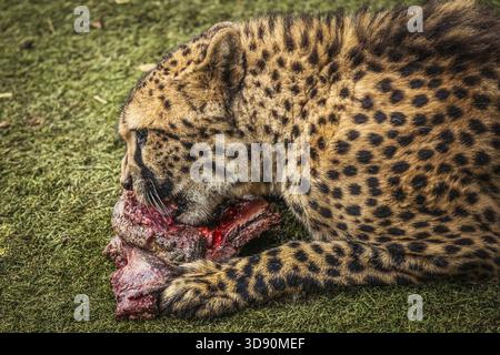 Gepard Schlemmen auf ein Stück frisches Fleisch Stockfoto