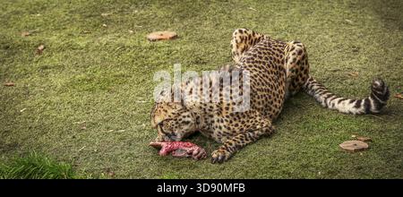 Gepard Schlemmen auf ein Stück frisches Fleisch Stockfoto