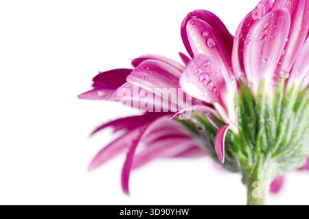 Makro von einem Gerber Daisy mit Wassertropfen auf die Blütenblätter. Geringe Schärfentiefe Stockfoto