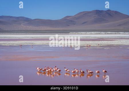 Flamingos waten im roten Wasser des Laguna Colorada in Südbolivien Stockfoto