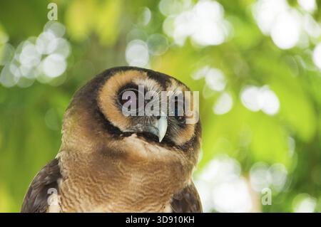 Braune Holz-Eule (Strix Leptogrammica) ist eine Eule ist ein Wohnsitz in Südasien aus Indien, Bangladesch und Sri Lanka Osten westlichen Indonesien zu Stockfoto