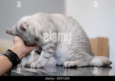 Eine silbergestreifte britische Kurzhaarkatze, die sanft ihren Kopf gegen eine Hand reibt und einen zarten Moment der Zuneigung genießt. Stockfoto