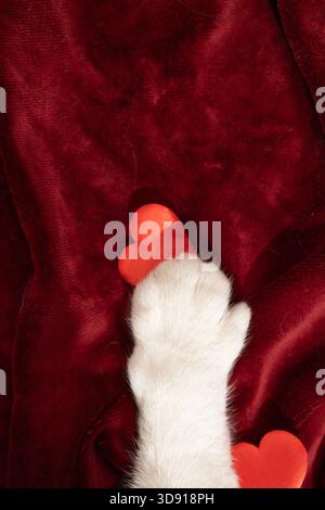 Eine weiße Katzenpfote liegt auf einem tiefroten Samttuch und hält sanft ein hellrotes Herz. Ein weiteres Herz sitzt unten. Liebe und Zärtlichkeit zum Valentinstag. Stockfoto