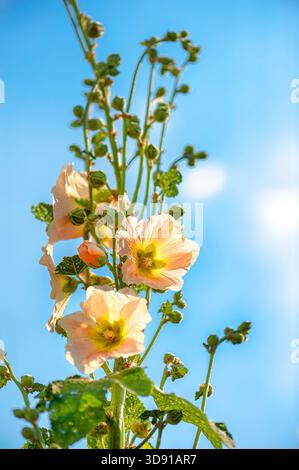 Lebendige, aus nächster Nähe erblickende cremige Garten-Hollyhocks in voller Blüte, die an einem sonnigen Tag mit klarem blauem Himmel im Freien festgehalten werden. Stockfoto