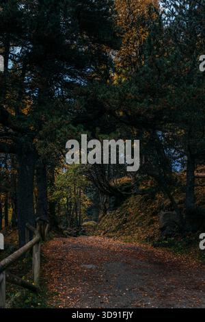 Abgeschiedener Waldweg bedeckt mit herabfallenden Herbstblättern und umgeben von hohen Kiefern, Holzgeländern und Moody Light Stockfoto