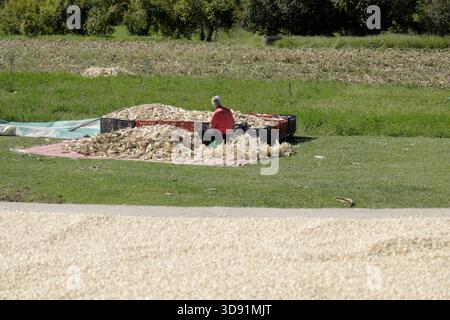 Landwirt, der die Maiskolben von Hand schüttelt, Danilovgrad, Montenegro (2) Stockfoto