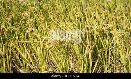 Goldenes Reisfeld, das sich über den Sonnenuntergang bewegt, malerischer Blick auf reifendes Reisfeld in der Landschaft. Stockfoto