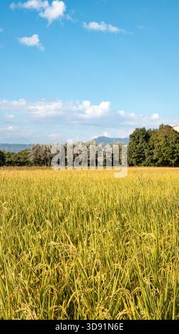 Goldenes Reisfeld, das sich über den Sonnenuntergang bewegt, malerischer Blick auf reifendes Reisfeld in der Landschaft. Stockfoto